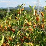 A Colorful Twist that Changed the Dinner Table