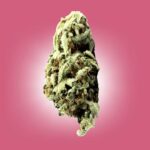 Discover a Trusted Weed Dispensary in USA for Premium Cannabis