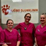Hund tandvård i Veberöd – Sjobodjurklinikens vård för leendet