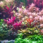 Buy Aquarium Plants Online: Premium Selections for Your Tank