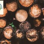 Protect Your Property and Garden with Reliable placerville tree services