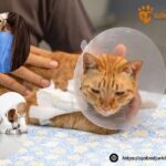 Veterinär Veberöd – pålitlig vård för ditt husdjur