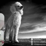 Clínica Veterinaria en León Guanajuato: cuidado confiable para tus mascotas