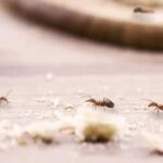 Best Commercial Pest Control Near Me: Affordable, Reliable Solutions