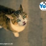 Shop at YoPet.co.uk | Your Local Pet Retailer in the North East