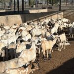 Goat Meat Export Services to Qatar – Premium, Halal & Reliable