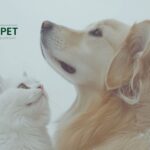 Natürliches Nierensupplement für Hunde – Gesundheit unterstützen