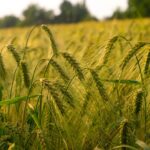 A Riverside Gardener’s Surprise: A Spring Bargain Tale