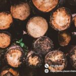 A Hidden Orchard of Safe Solutions for Your Trees