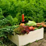 Wholesale Hass Avocado Exporters – Premium Tanzanian Produce