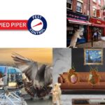 Pest Control Westminster – Reliable Solutions for Pigeons, Rats & More