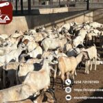 Certified practices ensure humane halal slaughter in Oman today