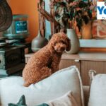 Buy Octopus Sprinkler Toy Online in the UK | Yopet.co.uk