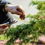 Trusted local experts transform your outdoor space with tailored care