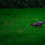 Garden clearance services in Bristol | Fast, eco-friendly with Tidy Gardeners