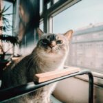 Yo Pet: Your Local North East Pet Shop for Quality Supplies