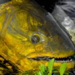 Bonefishing in the Bahamas: Trophy Flats & Expert Guides