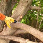 Professional Tree Trimming Elk Grove | Healthier, Safer Trees
