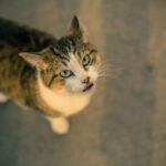 Elkwood Antler Dog Chew – Long-Lasting Natural Treat