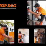 Pest Control Nerang: Safe, Effective Solutions for Your Home