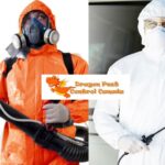 Pest Control Services Edmonton | Safe, Eco-Friendly Extermination