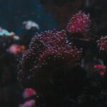 Red Sea Leisure Water Sports: Adventure Aboard Boreas Cruise