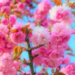 Annatto Food Color: Safe, Vibrant, and Widely Used