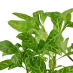 Floating Plants for Aquarium: Create a Tranquil Underwater Haven