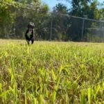 Village Animal Hospital – Compassionate care for your pet’s health