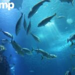 Chitosan in Animal Feed for Healthier Livestock