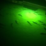 Underwater Dock Lights: Durable, Fish-Friendly Illumination for Your Waterfront