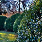 Landscape Gardeners Sutton Surrey – Transform Your Outdoor Space