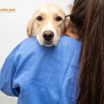 Vaccinera katt i Tomelilla – säkra ditt husdjur hos Sjobodjurklinik