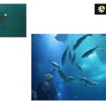 Collagen Peptide Manufacturers: EU‑Certified, Halal, Sustainably Sourced