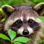 Wildlife Removal Bushkill PA – Safe, Reliable Pest Control