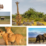 Unforgettable safari trips in Kenya for every traveler