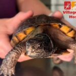 Village Animal Hospital: Compassionate Care for Your Pet Family