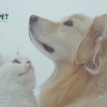 Urinary & Kidney Dog Food that Supports Kidney Health